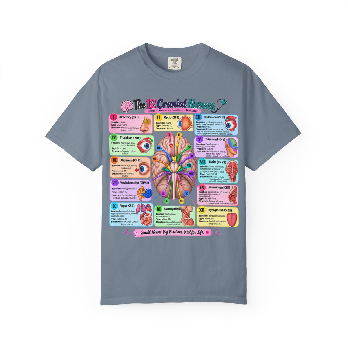 Unisex 12 Cranial Nerves