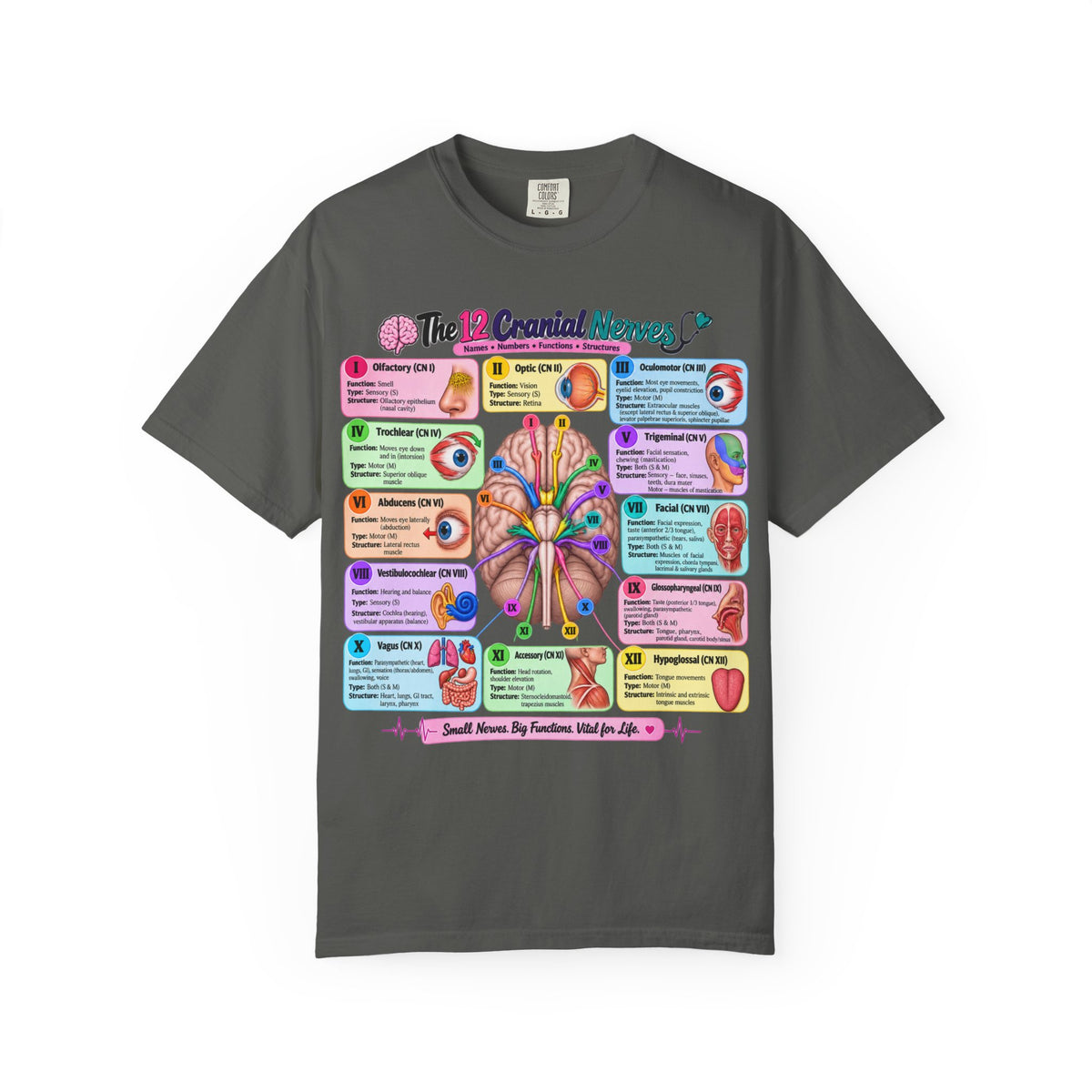 Unisex 12 Cranial Nerves